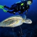 turtle_green_manout_ci_v_0094_cos1293.jpg